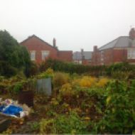Overgrown allotment plot before clearing